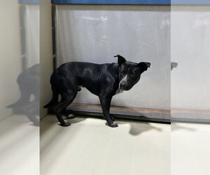Texas Heeler-Unknown Mix Dogs for adoption in Bakersfield, CA, USA