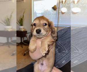 Dachshund Puppy for sale in LODI, CA, USA