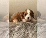 Small Photo #4 Cavalier King Charles Spaniel Puppy For Sale in RIVERSIDE, CA, USA