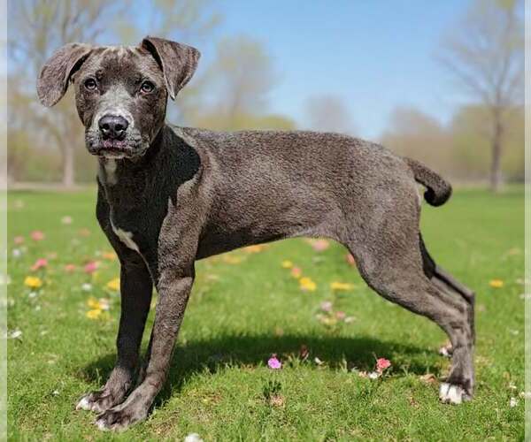 Medium Photo #2 Blue Lacy-Unknown Mix Puppy For Sale in Talladega, AL, USA
