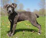 Small #1 Blue Lacy Mix