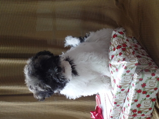 Havanese Puppy for sale in SHELBY, OH, USA