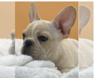 French Bulldog Dog for Adoption in NAPLES, Florida USA
