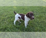 Puppy Butterball German Shorthaired Pointer