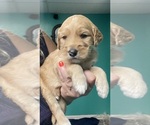 Small #1 Goldendoodle