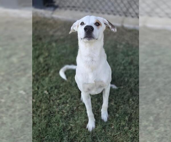 Medium Photo #2 Pointer-Unknown Mix Puppy For Sale in Temple, TX, USA