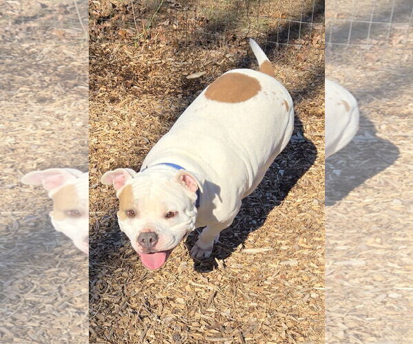 Medium Photo #7 Bulldog-Unknown Mix Puppy For Sale in Rustburg, VA, USA