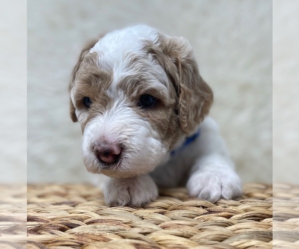 Medium Photo #50 Double Doodle Puppy For Sale in PIERSON, FL, USA