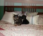 Small Photo #14 Pomeranian Puppy For Sale in DINWIDDIE, VA, USA