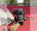 Small #3 Australian Shepherd-Miniature Australian Shepherd Mix