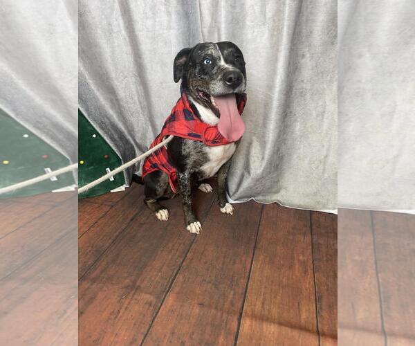 Medium Photo #6 Catahoula Leopard Dog-Labrador Retriever Mix Puppy For Sale in Rockwall, TX, USA