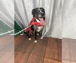 Small #5 Catahoula Leopard Dog-Labrador Retriever Mix