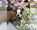 Puppy Quartz Boston Terrier
