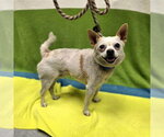 Small Chihuahua