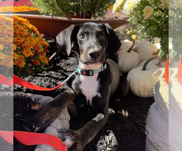 Medium Photo #9 Mutt Puppy For Sale in Germantown, OH, USA