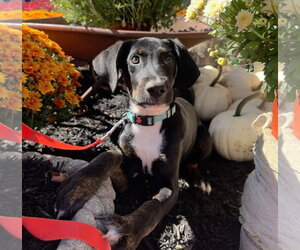 Doritos - Male Mutt Dog for Adoption - Photo #9