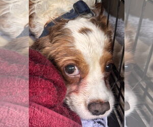 Cavalier King Charles Spaniel Dogs for adoption in Pottstown, PA, USA
