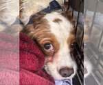 Milos (in foster) - Male Cavalier King Charles Spaniel Dog for Adoption - Small photo
