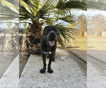 Small #1 Mutt
