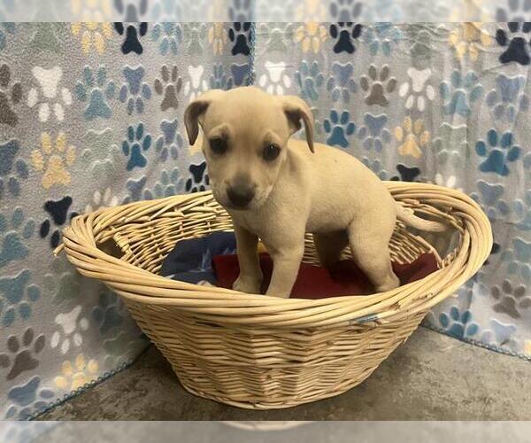 Medium Photo #1 Labrador Retriever-Unknown Mix Puppy For Sale in Rosenberg, TX, USA