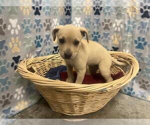 Labrador Retriever-Unknown Mix Dogs for adoption in Rosenberg, TX, USA