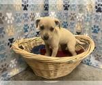 Small Labrador Retriever Mix