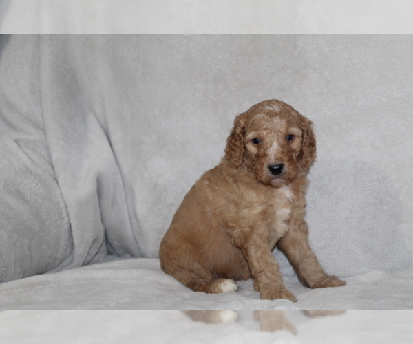 Medium Photo #4 Goldendoodle Puppy For Sale in FRESNO, OH, USA