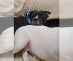 Small #3 American Pit Bull Terrier Mix