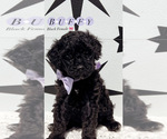 Puppy 4 Goldendoodle (Miniature)