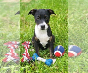 Janet Jackson - Female Mountain Cur-Unknown Mix Dog for Adoption - Photo #5