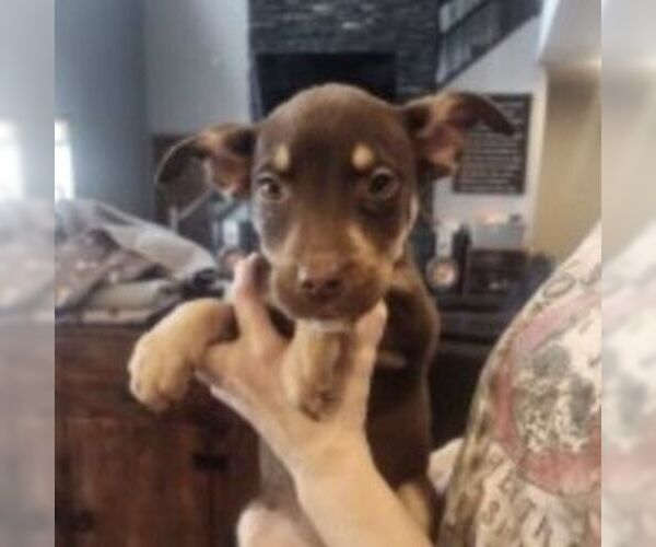 Medium Photo #7 Siberian Husky-Unknown Mix Puppy For Sale in Fargo, ND, USA