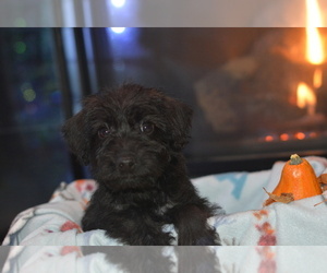 Schnoodle (Miniature) Puppy for sale in HAPPY VALLEY, OR, USA