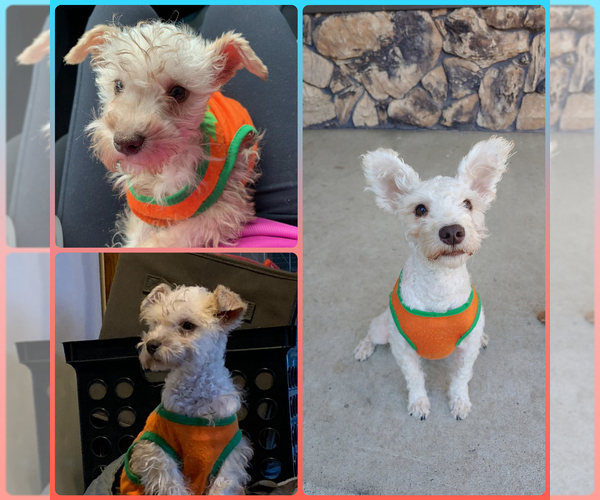 Medium Photo #1 Miniature Schnauzer-Poodle (Toy) Mix Puppy For Sale in SAN JOSE, CA, USA