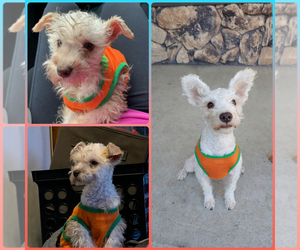 Mother of the Miniature Schnauzer-Poodle (Toy) Mix puppies born on 05/20/2025