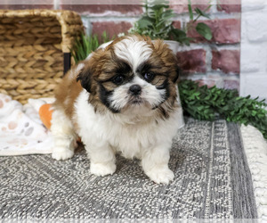 Shih Tzu Puppy for sale in SYRACUSE, IN, USA