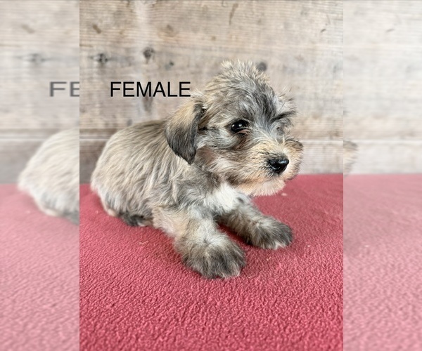 Medium Photo #21 Schnauzer (Miniature) Puppy For Sale in VERMONTVILLE, MI, USA
