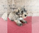 Litter of 8 - Male(s) and Female(s) Schnauzer (Miniature)Litter of Puppies for Sale - Photo #21