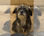 Small #1 Mutt