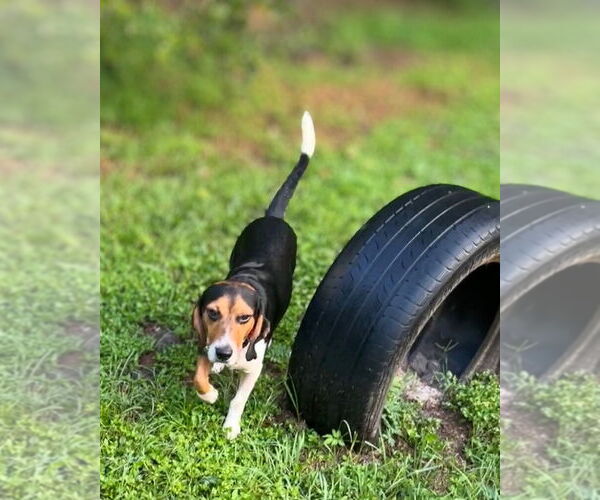 Medium Photo #7 Beagle Puppy For Sale in Dunnellon, FL, USA