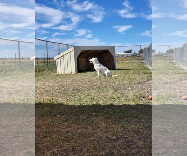 Medium Photo #3 Mutt Puppy For Sale in Chinook, MT, USA