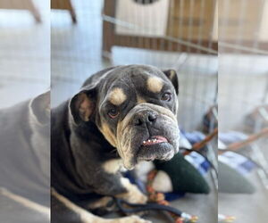 Nana - Female Bulldog Dog for Adoption - Photo #3