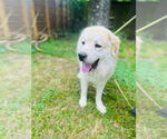 Small #1 Great Pyrenees