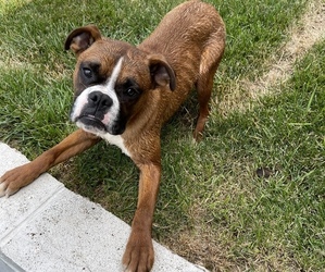 Boxer Puppy for sale in COOKEVILLE, TN, USA