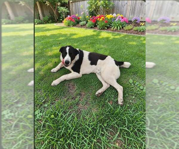 Medium Photo #1 Labrador Retriever-Unknown Mix Puppy For Sale in Coldwater, MI, USA