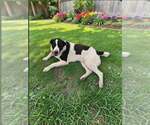 Small Labrador Retriever Mix