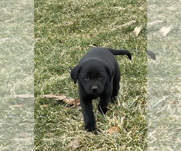 Medium Photo #8 Labrador Retriever Puppy For Sale in WAKARUSA, IN, USA