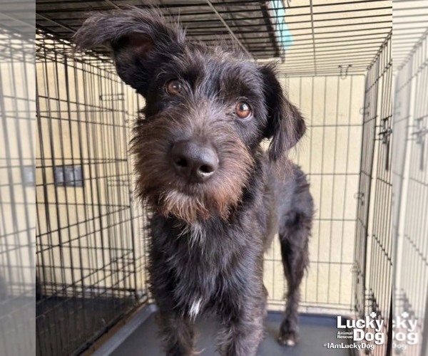 Medium Photo #1 Mutt Puppy For Sale in Washington, DC, USA