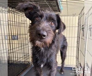 Mutt Dogs for adoption in Washington, DC, USA