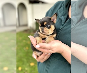 Chihuahua Puppy for sale in SAN JOSE, CA, USA