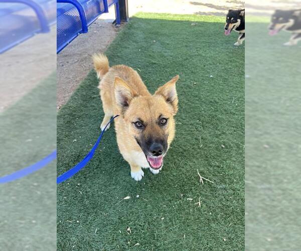 Medium Photo #1 Pembroke Welsh Corgi-Unknown Mix Puppy For Sale in HESPERIA, CA, USA